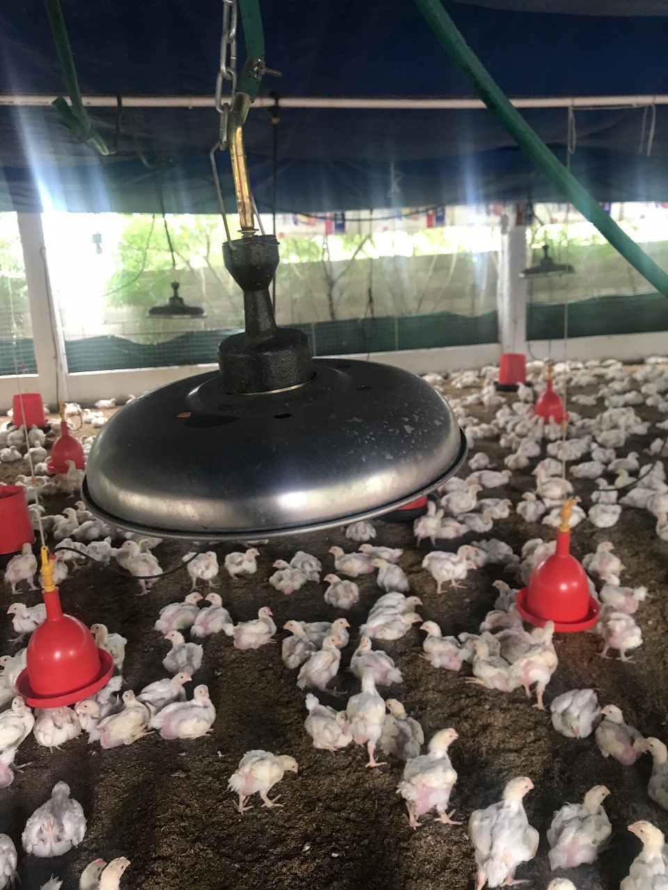 Granja Avícola